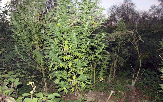 W Wadowicach zlikwidowano dużą plantację marihuany