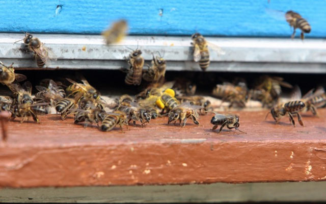 Ktoś wytruł tysiące pszczół. Policja szuka sprawcy