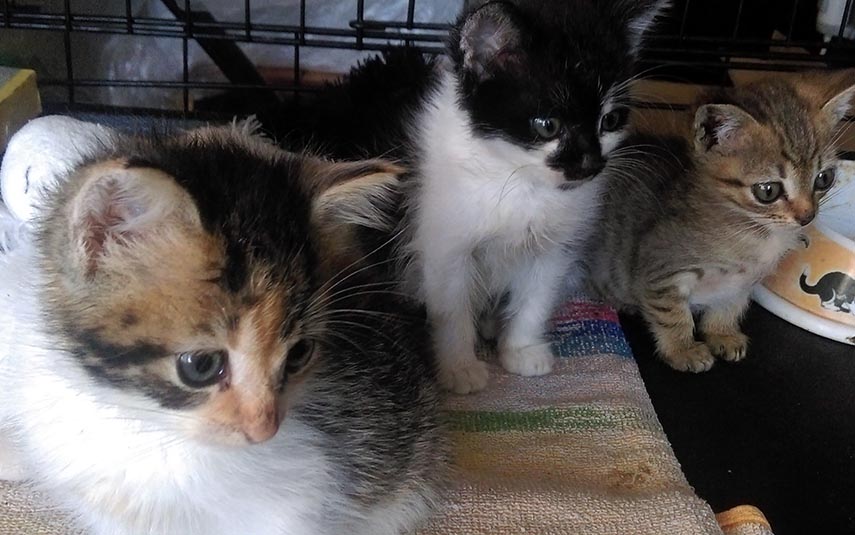 Trzy śliczne kotki czekają na adopcję