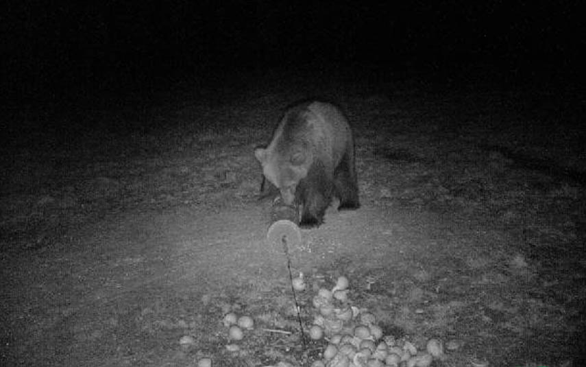 Fotopułapka nagrała w Ponikwi niedźwiedzia. Uważajcie na spacerach po lesie!