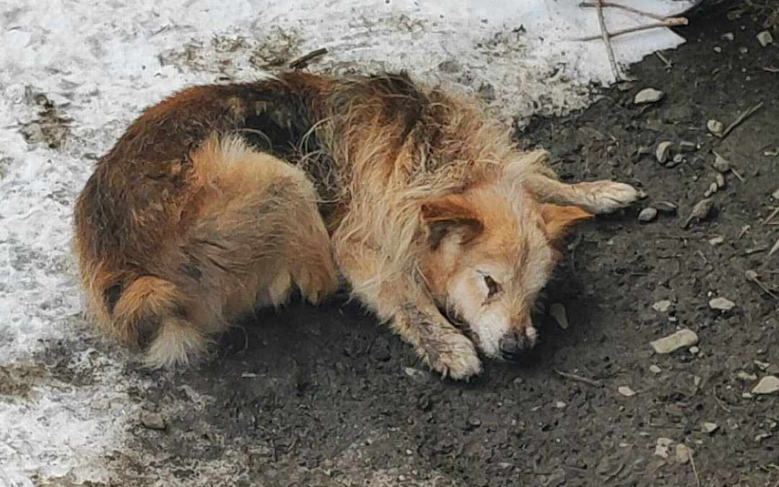 W Ponikwi znaleziono wymarzniętego psa. Poszukiwany jest właściciel