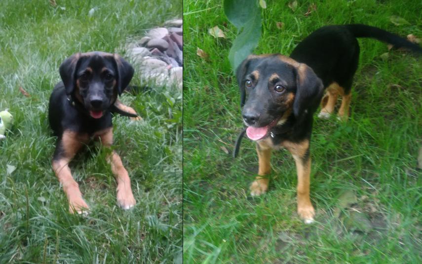 Znaleziony na Wojska Polskiego pies szuka właściciela lub nowego domu
