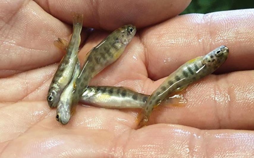 Ryba z ośrodka przy Jeziorze Mucharskim przyczynia się do zarybienia rzek i Bałtyku