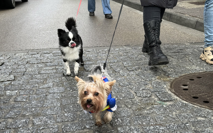 Po raz piąty ulicami Wadowic przeszedł psi marsz dla WOŚP